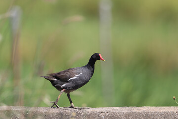 red winged blackbird