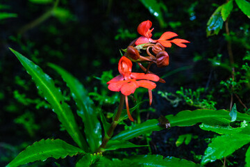 Habenaria rhodocheila Hance, beautiful wild orchid in rainseason in tropical forest.