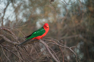 Australian King Parrot Perched in tree