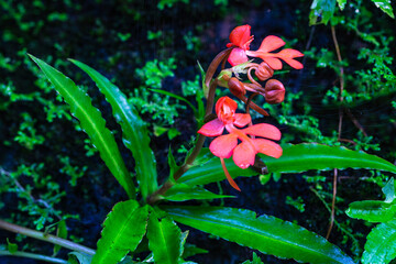Habenaria rhodocheila Hance, beautiful wild orchid in rainseason in tropical forest.