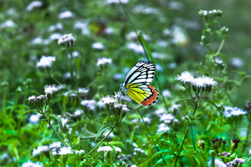  Delias eucharis, the common Jezebel, is a medium-sized pierid butterfly resting on the flower plants
 