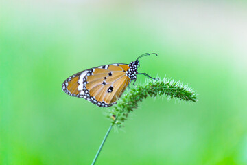 Close up of Plain Tiger Danaus chrysippus butterfly resting on the flower plant in natures green background
