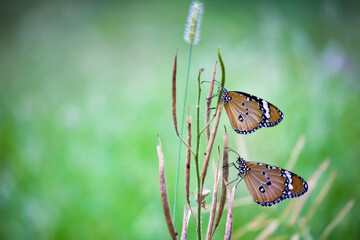 Close up of Plain Tiger Danaus chrysippus butterflies  resting on the flower plant in natures green background
