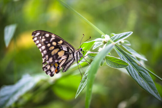  Lemon butterfly, lime swallowtail and chequered swallowtail image resting on the flower plants during spring season
