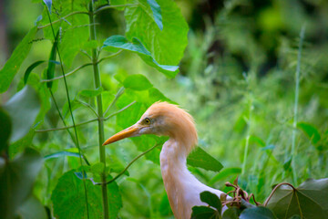Bubulcus ibis Or Heron Or Commonly know as the Cattle Egret is a cosmopolitan species of heron found in the tropics, subtropics,  and warm-temperate zones. It is the only member of the monotypic genu