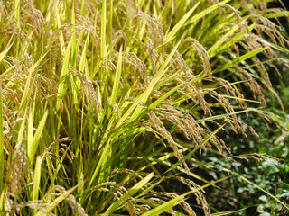 収穫時期を迎えた黄金色の稲穂（米）