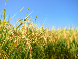 爽快な青空と稲穂