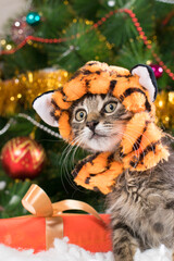 A kitten in a tiger costume is preparing for Christmas and New Year.