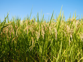 爽快な青空と稲穂