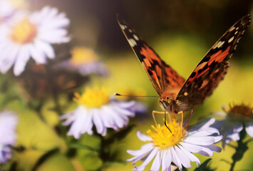 butterfly on purple flower with sun glare