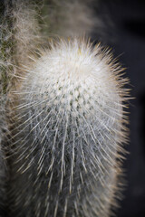 cactus blanc avec épines sur fond sombre
