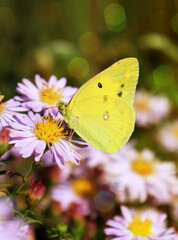 yellow butterfly on purple flower