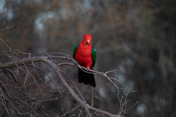 Australian King Parrot Perched in tree