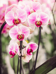 Branches Of Purple Orchids