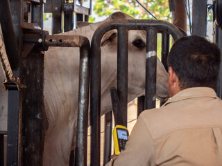 Fototapeta na wymiar A Farm worker and a head of Nellore cattle are looking at each other inside a corral