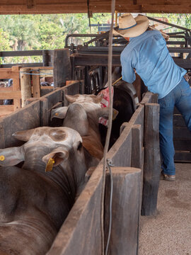 Heads of cattle are driven trough a corral to be weighed and sold