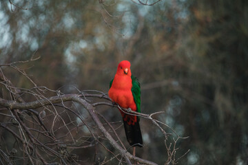 Australian King Parrot Perched in tree