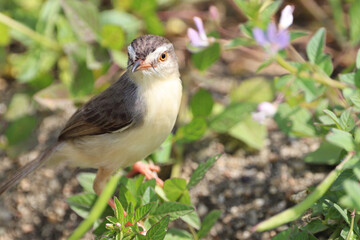 robin on the grass
