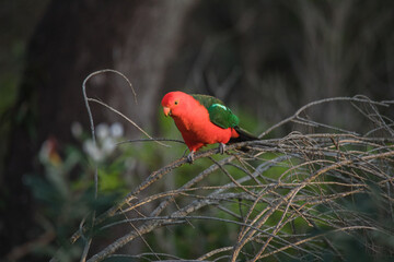 Australian King Parrot Perched in tree