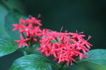 red flower 