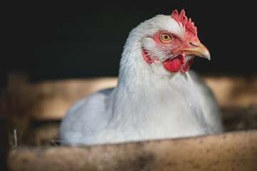Happy free range chicken