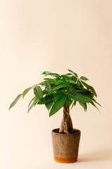 A "Money Tree" plant (Pachira Aquatica)