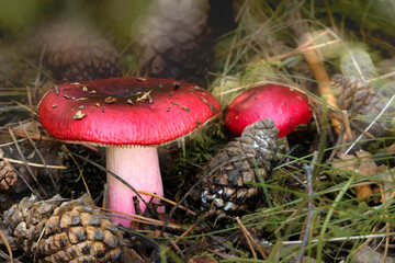 Russula torulosa mushroom with pineapples