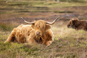 Highland Cattle grazing in Scotland