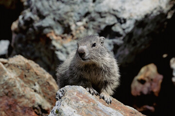 marmot in yosemite