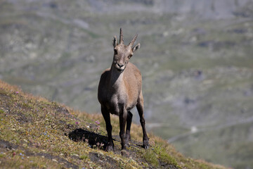 Ibex