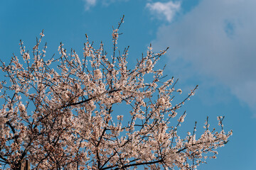 blooming cherries in early spring
