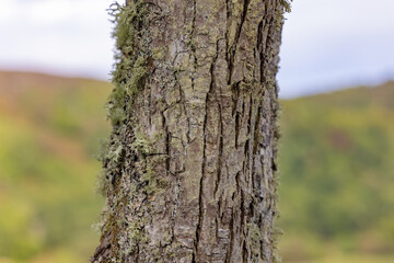 Obraz premium Detail of a Pear Tree Bark