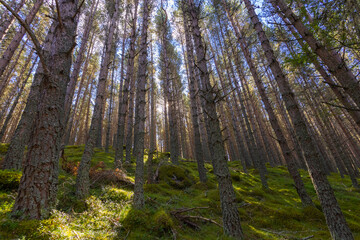 Balmoral forest in Ballater, Scotland