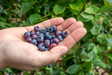 Heidelbeeren