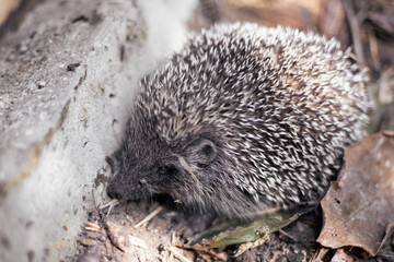 Small hedgehog in the foliage in the forest