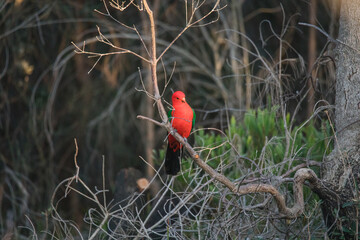 Australian King Parrot Perched in tree