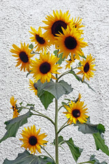 Sonnenblumen vor Hauswand