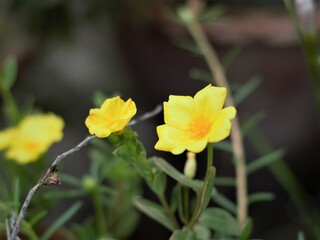Obraz premium yellow flower in the garden