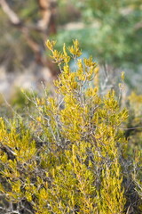 Close-up of the medicinal wild rosemary plant that grows in the dry mountains of Murcia