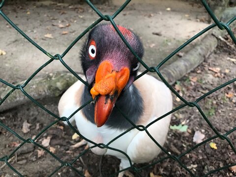 Roter gef&auml;hrlicher Schnabel. K&ouml;nigsgeier (Sarcorhamphus papa) in einem Gehege mit Maschendrahtzaun. King vulture bald american scavenger. Gerupftes Huhn