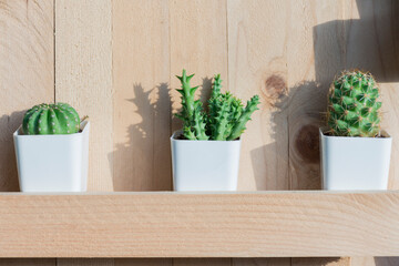 Cactus, the morning sun shines in. on the wooden background