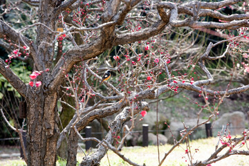 梅　紅梅　鳥　大阪城　梅花