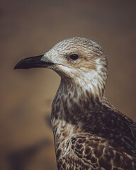 Bird on the Beach