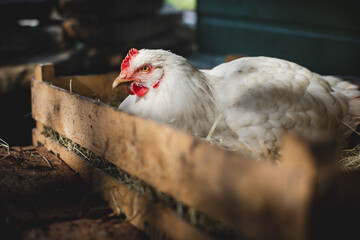 Happy free range hen egg laying