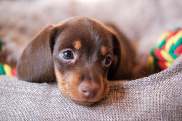 cute chocolate-colored dachshund puppy on a sunbed