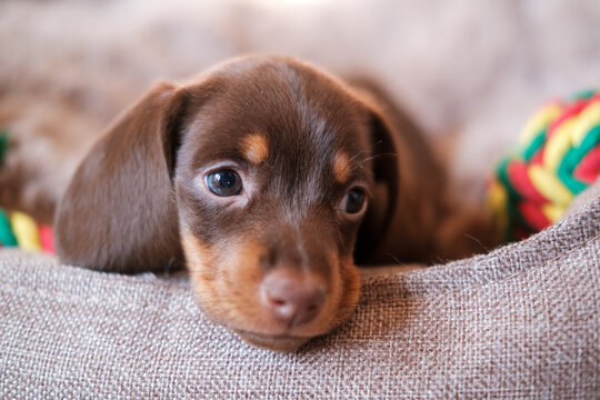 cute chocolate-colored dachshund puppy on a sunbed - Powered by Adobe