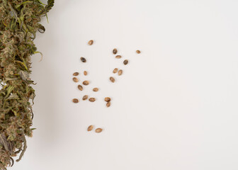 background texture dry marijuana indica close up macro with seed on foreground