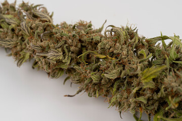 Macro view of marijuana flower drying. Extreme close up of a cannabis plant