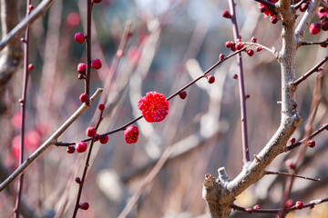 梅　紅梅　大阪城　梅花