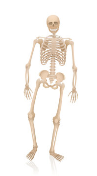 Walking skeleton - alive, creepy, spooky, frightening, but with a friendly smile. Anatomical proportions of an adult person of average body type. Isolated 3d vector illustration on white background.
